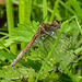 20190902 5704CPw [D~VR] Heidelibelle (Sympetrum vulgatum), Boddenland, Müggenburg
