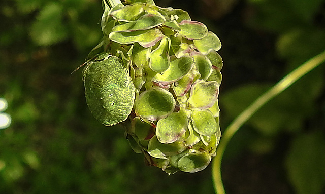 20210822 2452CPw [D~LIP] Grüne Stinkwanze (Palomena prasina) [Nymphe], Kleiner Wiesenknopf (Sanguisorba minor), Bad Salzuflen