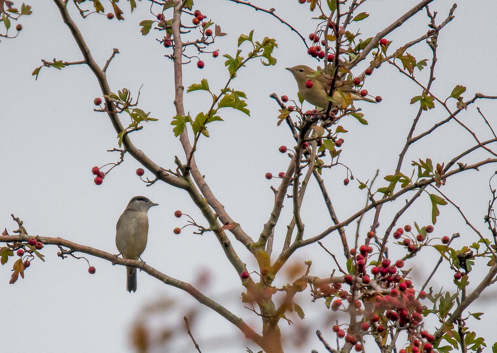 Blackcap