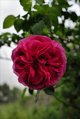 Unknown old rose, Penedos