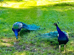 The Peacocks