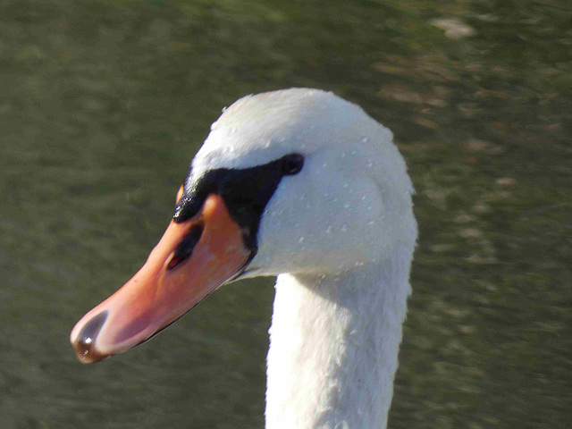 Cygne tuberculé