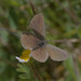 5T2A5246 Common Blue
