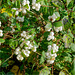 Symphoricarpos albus 04