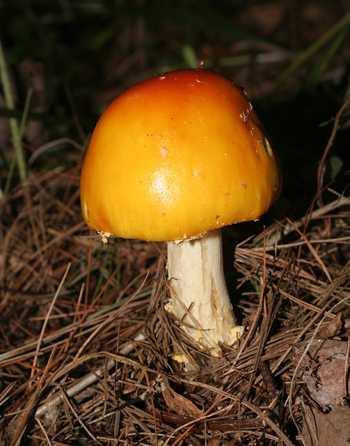 champignon-- mushroom