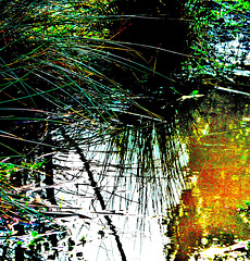 Pond Reflections 2