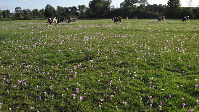 1 000 et 1 crocus