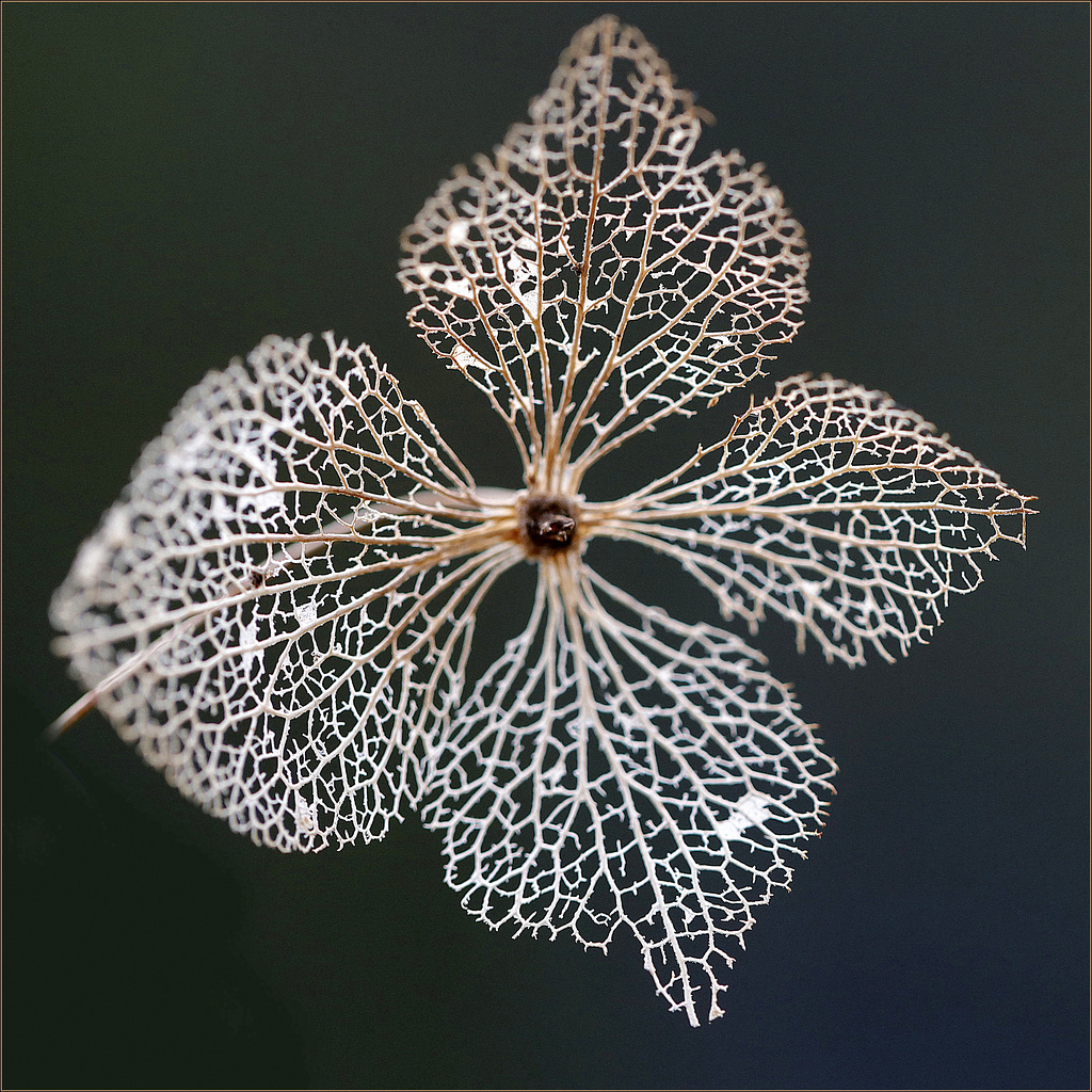 Dentelle d'hortensia