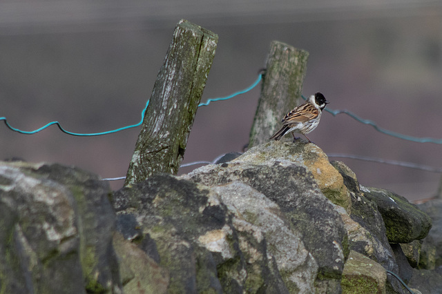 Male Reed Bunting