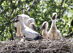 Jungstörche im Nest