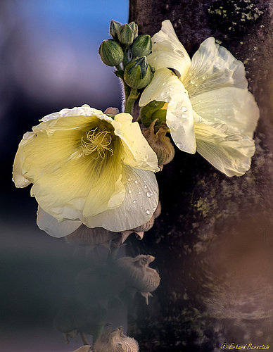 ... zwischendurch mal wieder eine Blüte ...