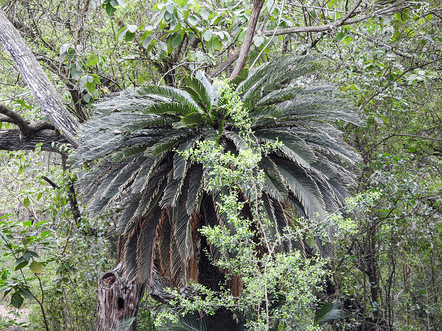 Day 7, Estero Llano Grande State Park, Texas