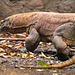 Komodo dragon