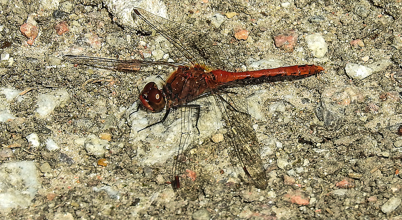 20190902 5706CPw [D~VR] Blutrote Heidelibelle (Sympetrum sanguineum), Sundische Wiese, Zingst