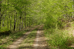 Frühlingsspaziergang II