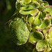 20210822 2453CPw [D~LIP] Grüne Stinkwanze (Palomena prasina) [Nymphe], Kleiner Wiesenknopf (Sanguisorba minor), Bad Salzuflen