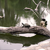 Turtle Sentry