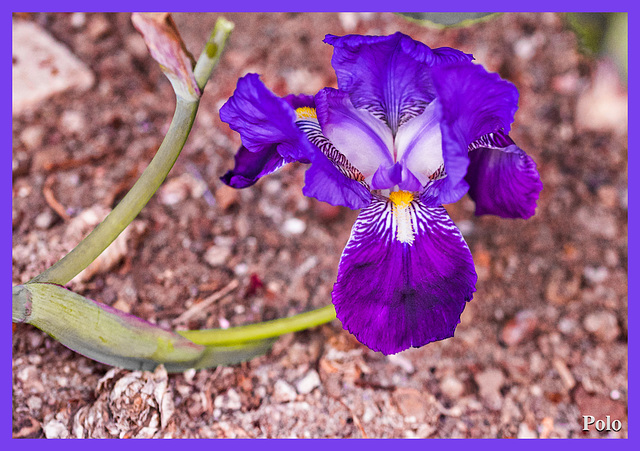 Iris lutescens