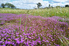 Spergularia purpurea, Caryophyllales, Penedos