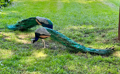 The Peacocks