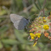 5T2A5250 Common Blue