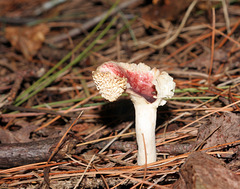 champignon-- mushroom