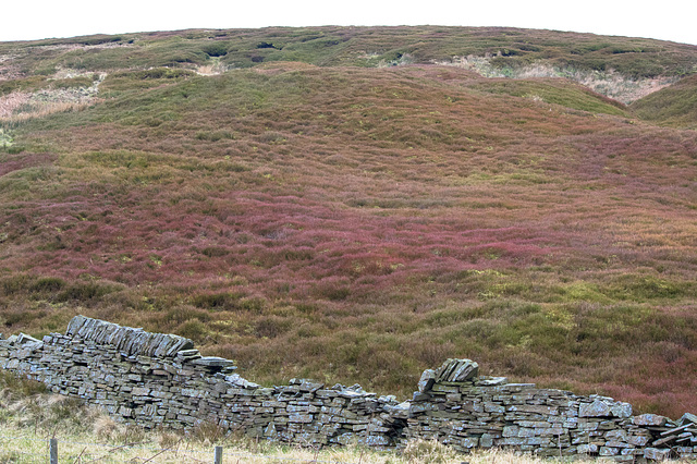 Moorland colours