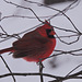 Cardinal