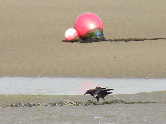 The blackbird was also roaming around and I was just waiting for the gulls to object