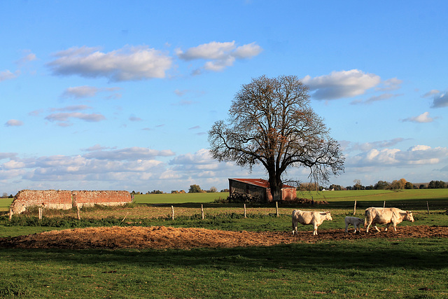 ruralité