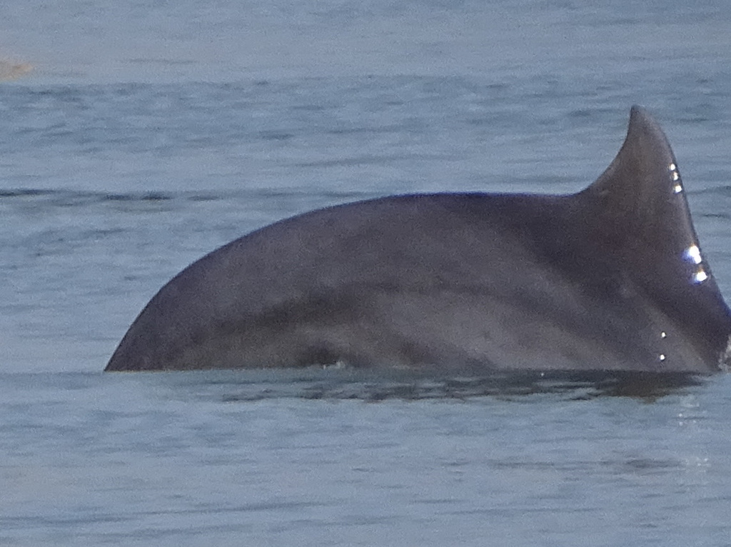 DSC05064a - boto-da-tainha Tursiops truncatus gephyreus, Cetaceae