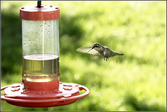 Hummingbird