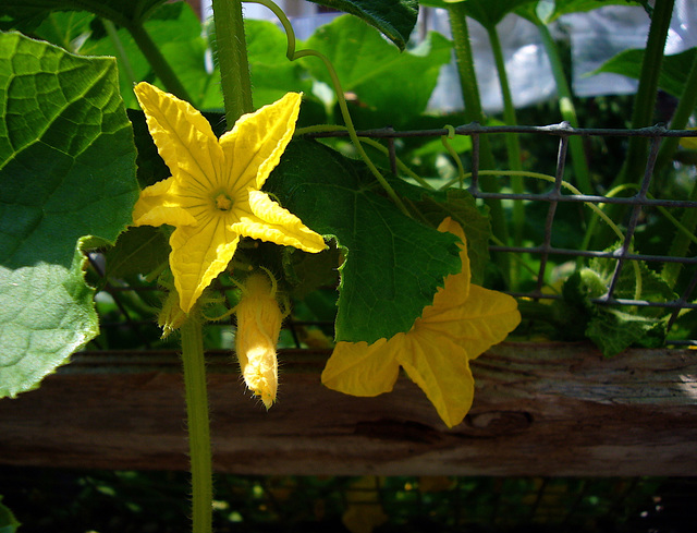 vegetable garden beauty (PIP!)