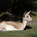 Persische Kropfgazelle (Zoo Karlsruhe)