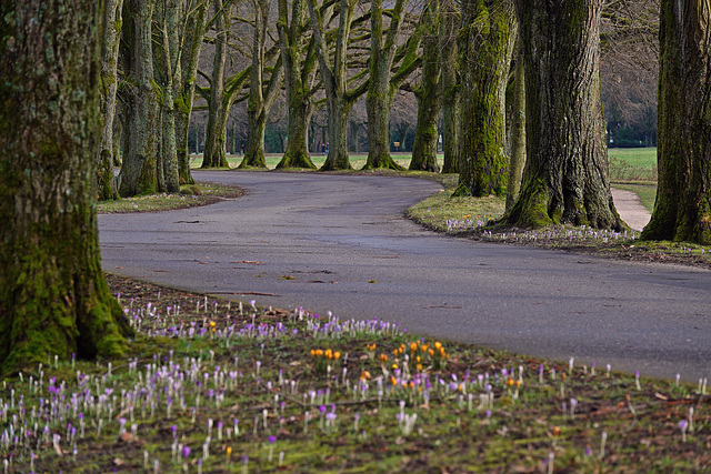 Allee im Oostal - Lichtentaler Allee