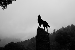 Os lobos uivam, o nosso povo sobreviverá…