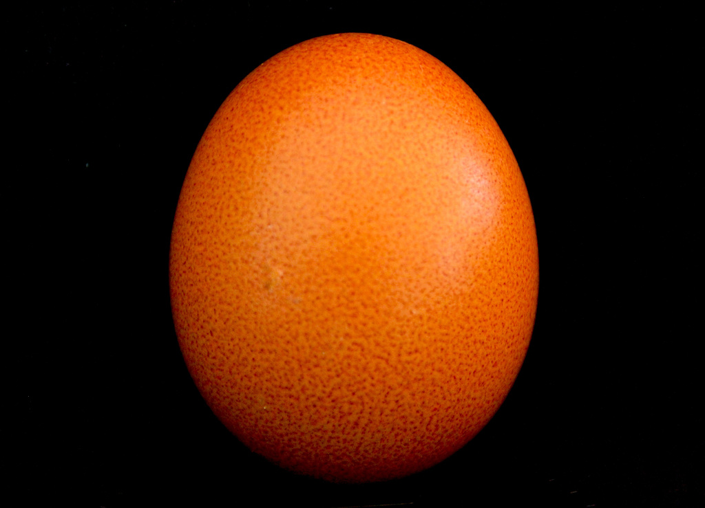 The 50-Images-Project ( 10/50 ): Proud Egg in Orange