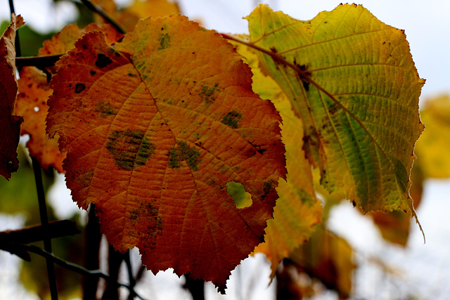 la feuille d'automne