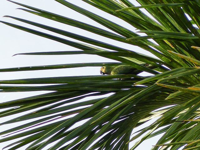 Red-bellied Macaw, Nariva Swamp afternoon