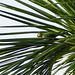 Red-bellied Macaw, Nariva Swamp afternoon