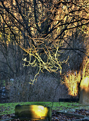 Catching The Light. Wallsend Cemetery