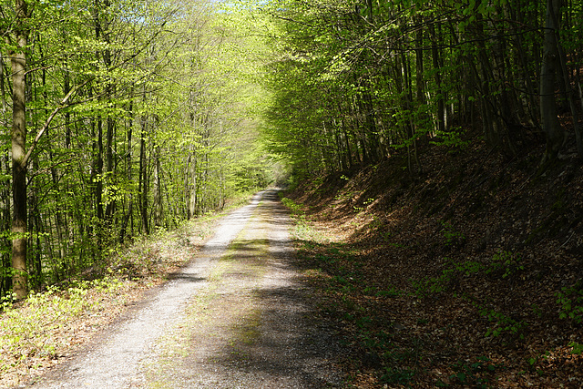 Frühlingsspaziergang IV