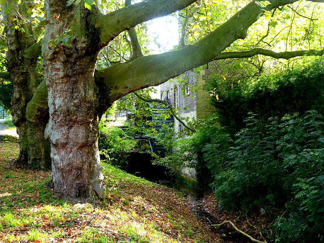 Oude bomen bij de watermolen