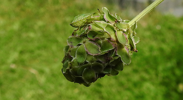 20210822 2461CPw [D~LIP] Grüne Stinkwanze (Palomena prasina) [Nymphe], Kleiner Wiesenknopf (Sanguisorba minor), Bad Salzuflen