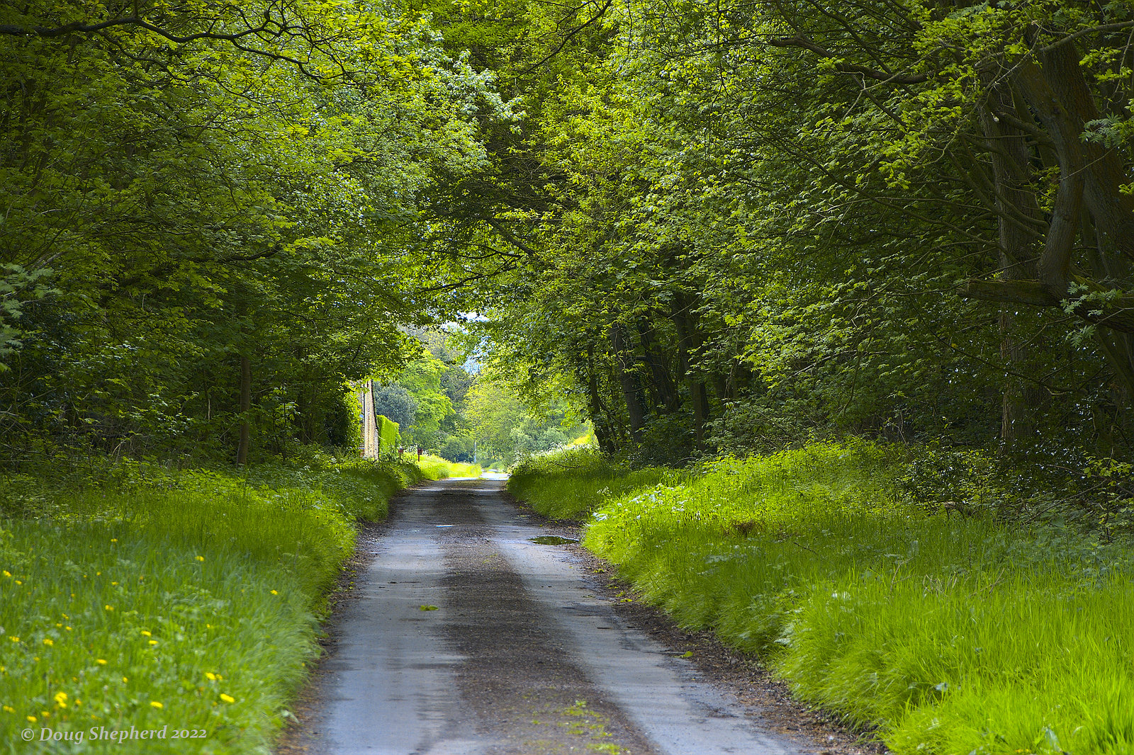 Rural lane in Spring