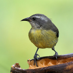 EF7A8879 Bananaquitv4