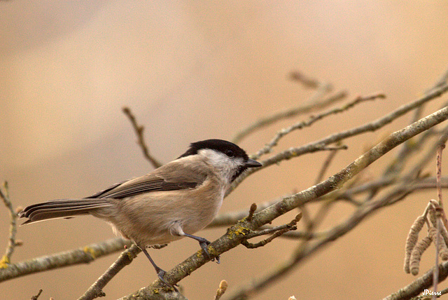 Mésange nonnette