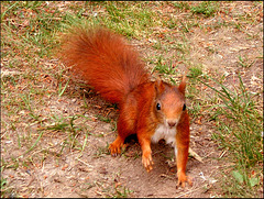 The Red Squirrel
