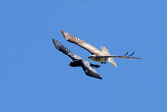 Bussard vs Kolkrabe 3