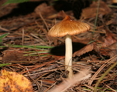 champignon-- mushroom